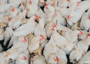 أسعار الدواجن اليوم