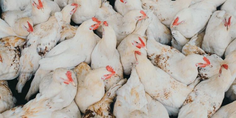 أسعار الدواجن اليوم