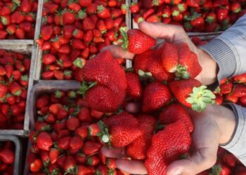 سبب أزمة محصول الفراولة في موسم شتاء 2025- 2026