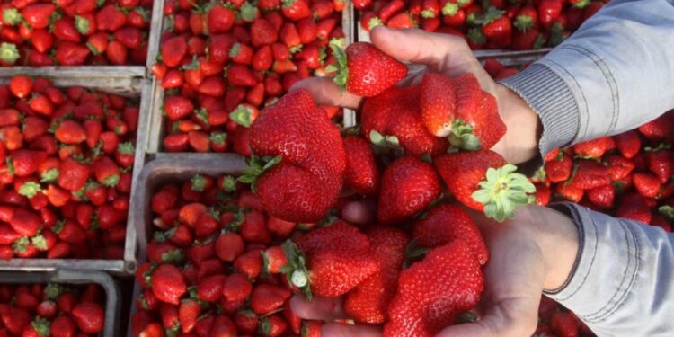 سبب أزمة محصول الفراولة في موسم شتاء 2025- 2026
