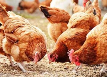 أسعار الدواجن والبيض في مصر اليوم الاربعاء