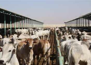 الزراعة تعلن تحصين أكثر من 7.5 مليون جرعة للقاحي الحمي القلاعية والوادي المتصدع