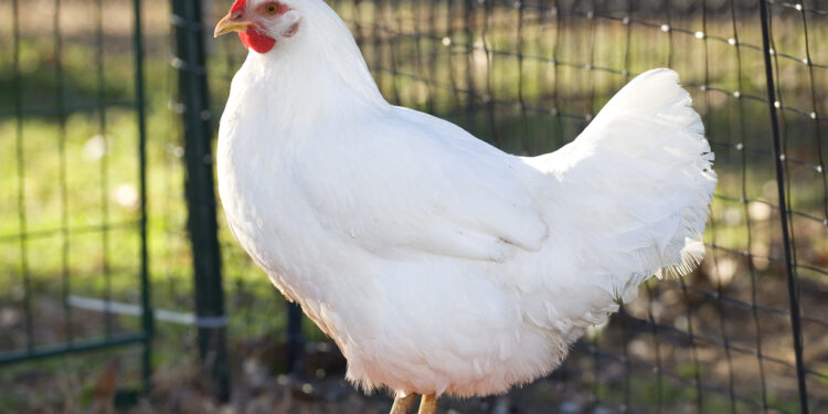 انخفاض أسعار الدواجن اليوم الثلاثاء 4 نوفمبر 2025