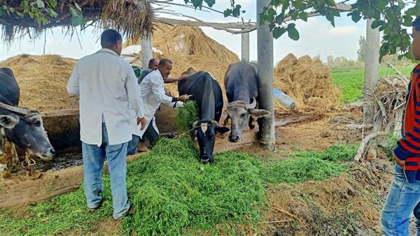 “الزراعة” تواصل جهود دعم مربي الثروة الحيوانية