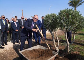 مبادرة زراعة الأشجار في شرم الشيخ لخفض الانبعاثات الكربونية بمشاركة قيادات التأمين