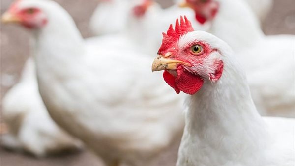 أسعار الدواجن والبيض في مصر اليوم الجمعة