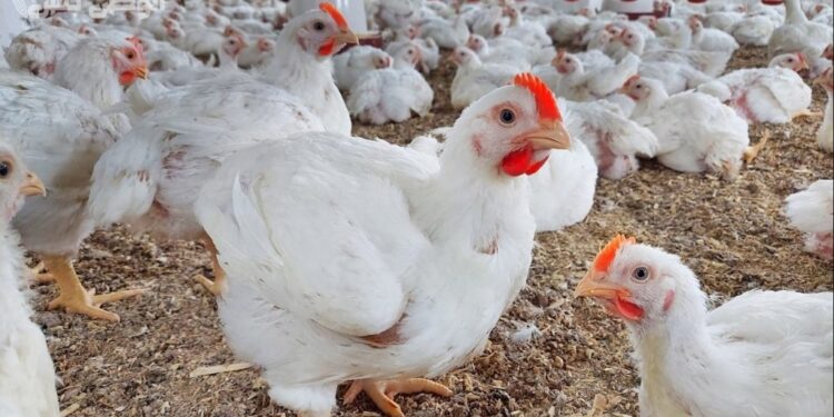أسعار الدواجن والبيض في مصر اليوم الأحد