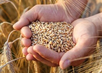 وزير الزراعة يبحث مع نظيره الأيرلندي تعزيز التعاون المشترك ويستعرضان فرص الشراكة في الأمن الغذائي