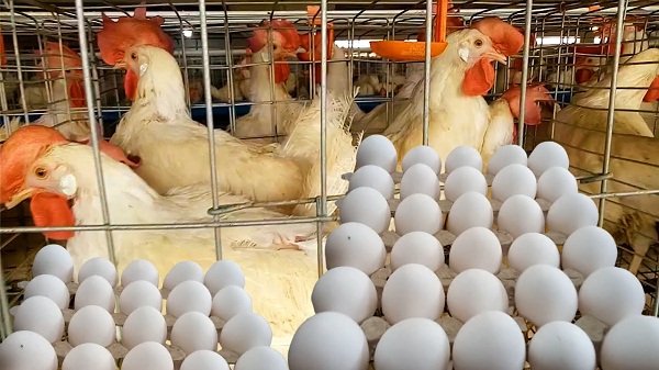 أسعار الدواجن والبيض في مصر اليوم السبت