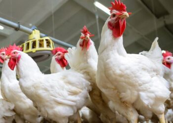 أسعار الدواجن والبيض في مصر اليوم الإثنين