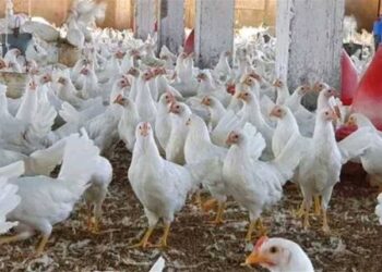 أسعار الفراخ والبيض والكتاكيت اليوم الأحد 7 ديسمبر 2025