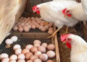 أسعار الفراخ والبيض والكتاكيت اليوم الأحد 7 ديسمبر 2025