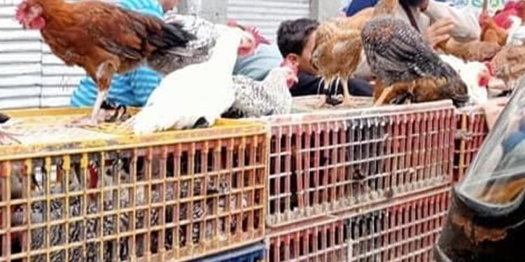 أسعار الدواجن والبيض في مصر اليوم الاربعاء