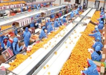 الزراعة: الصادرات الزراعية المصرية حققت 8.8 مليون طن حتى الآن بزيادة 750 ألف طن