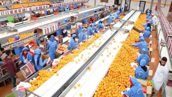 الزراعة: الصادرات الزراعية المصرية حققت 8.8 مليون طن حتى الآن بزيادة 750 ألف طن