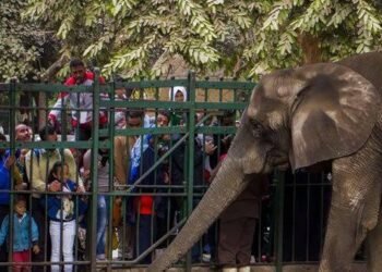 موعد افتتاح حديقة الحيوان بعد التطوير الشامل.. نقلة تاريخية تنتظر المصريين في 2026