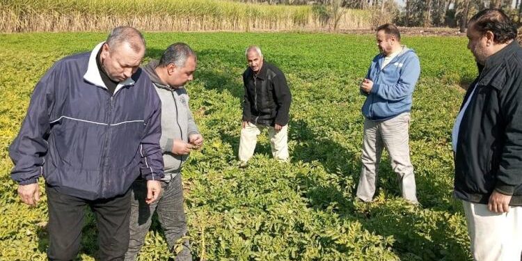 “الزراعة” تتابع موقف النمل الأبيض وتتفقد الزراعات الشتوية في محافظات الصعيد