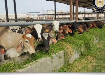 مجلس الوزراء يوضح حقيقة نفوق 500 رأس ماشية بمحافظة المنوفية