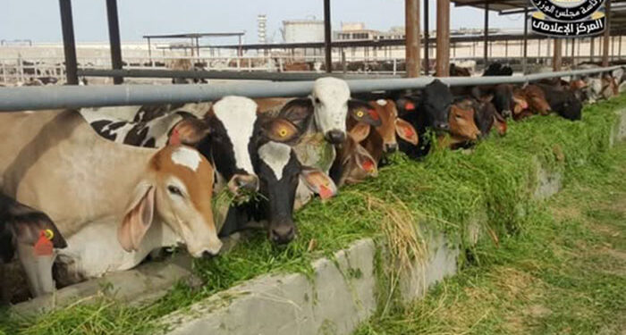 مجلس الوزراء يوضح حقيقة نفوق 500 رأس ماشية بمحافظة المنوفية