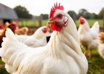 أسعار الدواجن والبيض في مصر اليوم الأحد