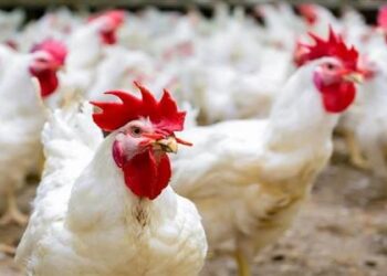 أسعار الدواجن والبيض في مصر اليوم الجمعة