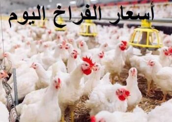 أسعار الدواجن والبيض في مصر اليوم السبت