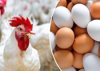 أسعار الدواجن والبيض في مصر اليوم الاربعاء