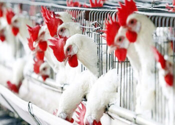 أسعار الدواجن والبيض في مصر اليوم الإثنين