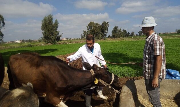 “الزراعة” تعلن تحصين الماشية بأكثر من 8.1 مليون جرعة للقاحي الحمى القلاعية والوادي المتصدع