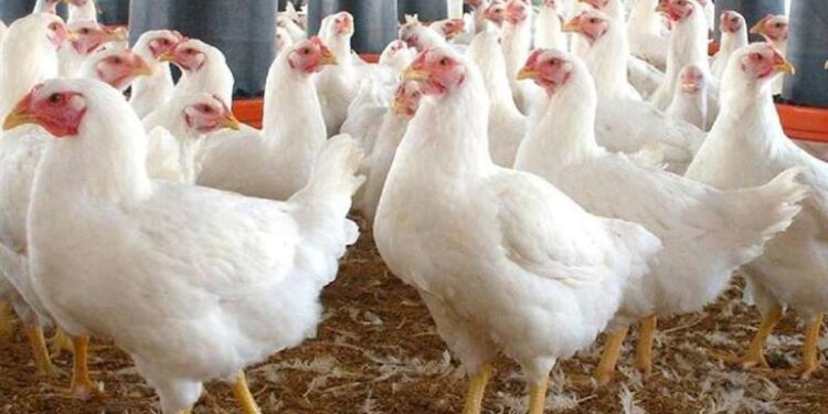 أسعار الدواجن والبيض في مصر اليوم الثلاثاء