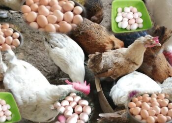 أسعار الدواجن والبيض في مصر اليوم الخميس