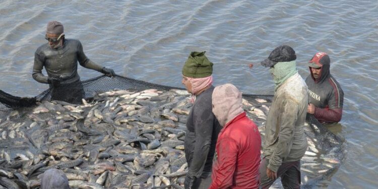 جهاز حماية وتنمية البحيرات والثروة السمكية يفتتح موسم الصيد بمزرعة المنزلة السمكي2025/2026