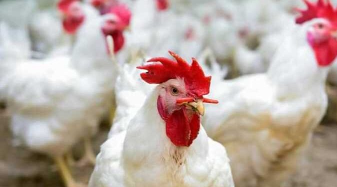 أسعار الدواجن والبيض في مصر اليوم الثلاثاء