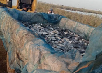 انطلاق موسم الصيد بمحطة تحضين الخاشعة السمكية في إطار خطة الجهاز لزيادة الإنتاج السمكي