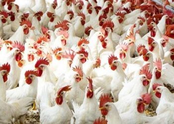 أسعار الدواجن والبيض في مصر اليوم الإثنين