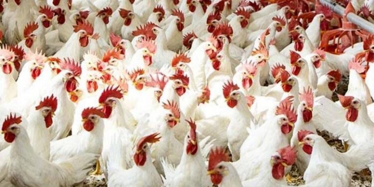 أسعار الدواجن والبيض في مصر اليوم الإثنين