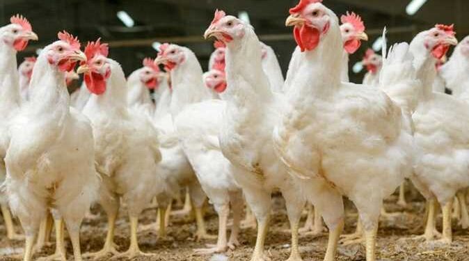 أسعار الدواجن والبيض في مصر اليوم الإثنين