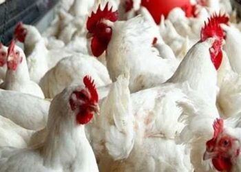 أسعار الدواجن والبيض في مصر اليوم الثلاثاء