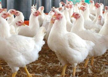 أسعار الدواجن والبيض في مصر اليوم الجمعة