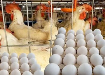 أسعار الدواجن والبيض في مصر اليوم الخميس