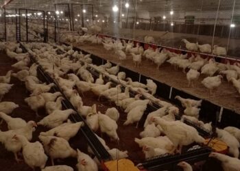 بشهادات عالمية.. منظومة الدواجن المصرية تحقق الريادة في الأمان الحيوي ودقة التشخيص