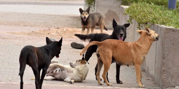 أستاذ طب بيطري: 400 حالة عقر من الكلاب الضالة سنويا في مصر