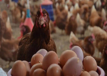 أسعار الدواجن والبيض في مصر اليوم الخميس