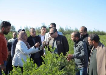 رئيس هيئة تنمية الصعيد يتفقد ويتابع عملية حصاد محصول الجوجوبا بمحافظة البحر الأحمر