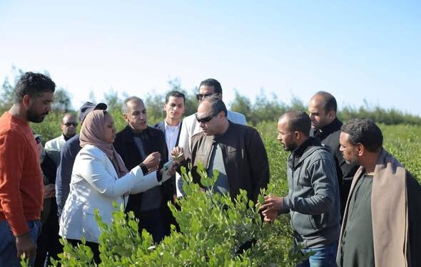 رئيس هيئة تنمية الصعيد يتفقد ويتابع عملية حصاد محصول الجوجوبا بمحافظة البحر الأحمر