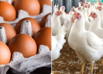 أسعار الدواجن والبيض في مصر اليوم السبت