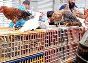 أسعار الدواجن والبيض في مصر اليوم الخميس