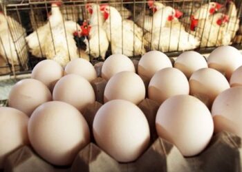 أسعار الدواجن والبيض في مصر اليوم الخميس