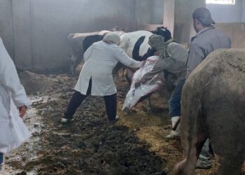 “الزراعة”: تحصين 500 ألف رأس ماشية حتى الآن خلال الأسبوع الأول من الحملة الاستثنائية ضد الحمى القلاعية