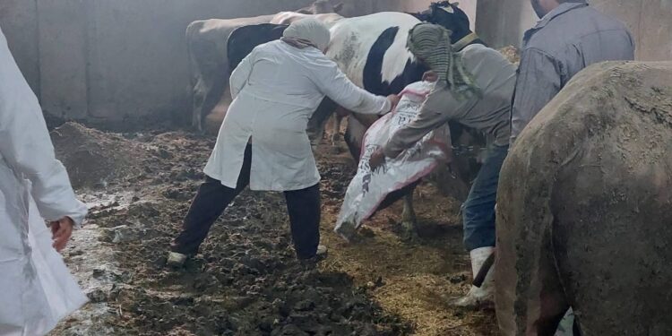 “الزراعة”: تحصين 500 ألف رأس ماشية حتى الآن خلال الأسبوع الأول من الحملة الاستثنائية ضد الحمى القلاعية